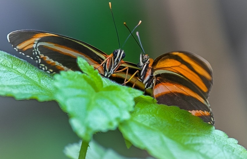 Tiger striped butterfly